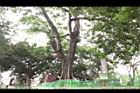 大葉巴克豆12.JPG