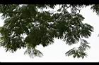 大葉巴克豆17.jpg