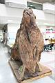 牛樟-漂流木03.JPG