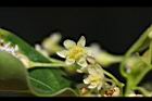牛樟-花01.jpg