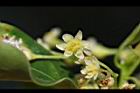 牛樟-花13.jpg
