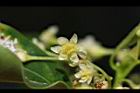 牛樟-花14.jpg