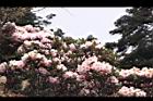 玉山杜鵑-花36.JPG