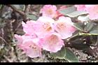 玉山杜鵑-花45.JPG