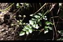 玉山茴芹-基生葉1.JPG