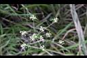 玉山茴芹-花序6.JPG