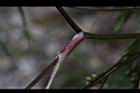 玉山茴芹-葉鞘0.JPG