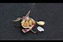 玉山薔薇-種子00.jpg