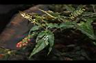 珊瑚珠-花果06.JPG