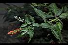 珊瑚珠-花果07.JPG