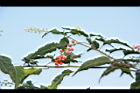 珊瑚珠-花果09.JPG