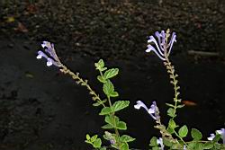 田代氏黃芩-花04.JPG