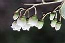 白珠樹-花17.jpg