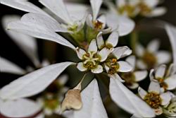 白雪木-雌雄花00.JPG