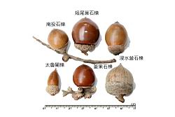 短尾葉石櫟-實29.JPG