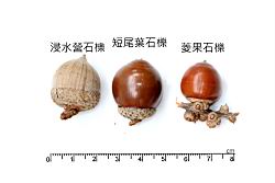 短尾葉石櫟-實33.JPG