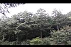 紅檜-大雪山03.jpg