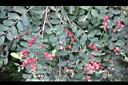 紅珠子-實06.JPG