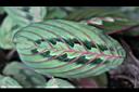 紅脈豹紋竹芋-葉正1.jpg