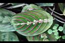 紅脈豹紋竹芋-葉正2.jpg