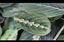 紅脈豹紋竹芋-葉正3.jpg