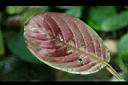 紅脈豹紋竹芋-葉背0.jpg