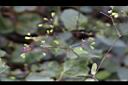 紅花黃細心-實03.JPG