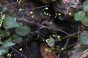 紅花黃細心-實07.JPG