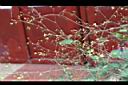 紅花黃細心-花00.JPG