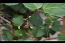 紅花黃細心-花03.JPG