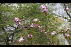 紫丁香-花06.JPG