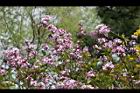 紫丁香-花07.JPG