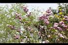 紫丁香-花08.JPG