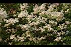 紫丁香-花27.JPG