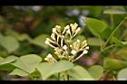 紫丁香-花28.JPG