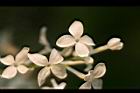 紫丁香-花30.JPG