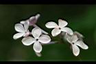 紫丁香-花35.JPG
