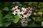 紫丁香-花36.JPG