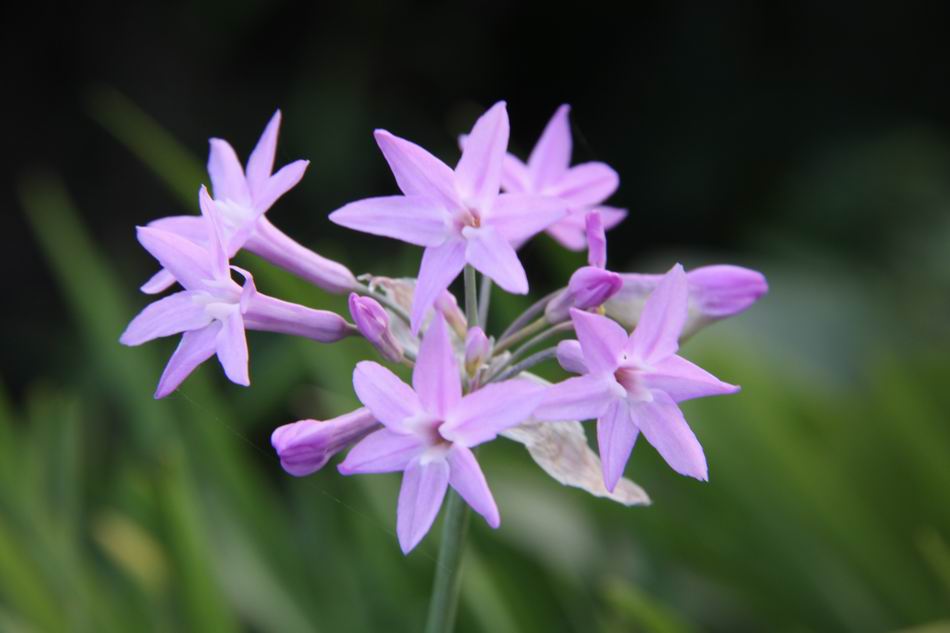 紫嬌花
