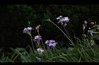 紫嬌花-花05.JPG