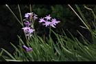 紫嬌花-花14.JPG