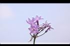紫嬌花-花36.JPG