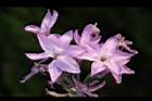 紫嬌花-花39.JPG
