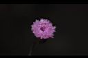 紫背草-花17.JPG
