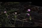 紫背草-花11.JPG