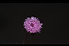 紫背草-花18.JPG