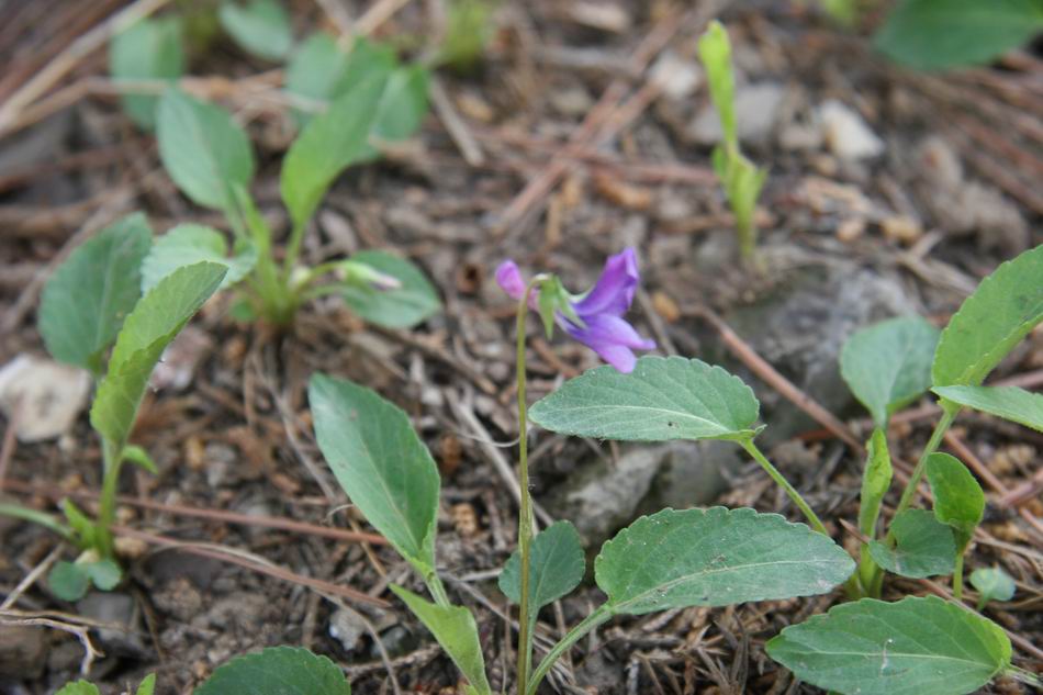 紫花地丁