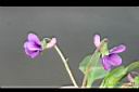 紫花地丁-花02.JPG