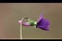 紫花地丁-花06.JPG