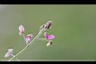 紫花山螞蝗-花02.jpg